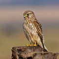 Kestrel (Falco tinnunculus) Graham Carey
